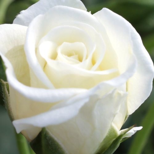Rosa Schneeküsschen ® - rosa sin fragancia - Árbol de Rosas Miniatura - rosal de pie alto - blanco - W. Kordes & Sons- forma de corona compacta - Rosal de árbol con flores pequeñas que florecen abundantemente.
